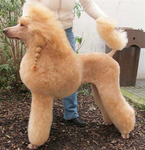 poodle | Poodle grooming, Dog grooming salons, Dog grooming