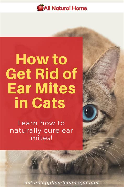 How To Clean Cats Ears Home Remedy | WOrld Of Cats