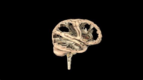 Model of a human brain - Download Free 3D model by Science Museum Group (@sciencemuseum ...