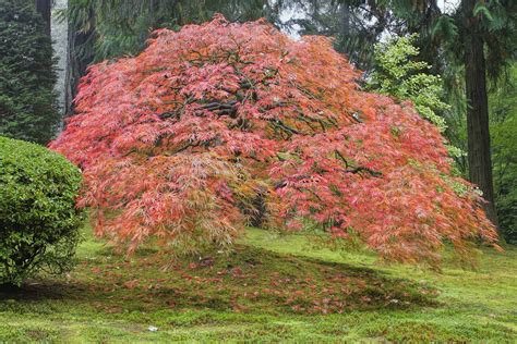 How To Care For A Dying Japanese Maple Tree / How to Grow and Trim ...