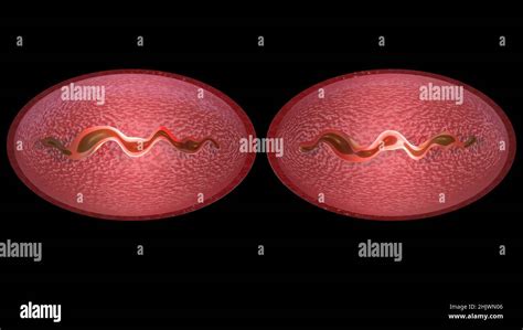 Cell dividing . Mitochondria splitting, DNA replication. Stages of microbial reproduction . 3d ...