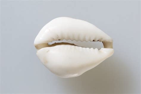 Exploring The Spiritual Meaning Of Cowrie Shells