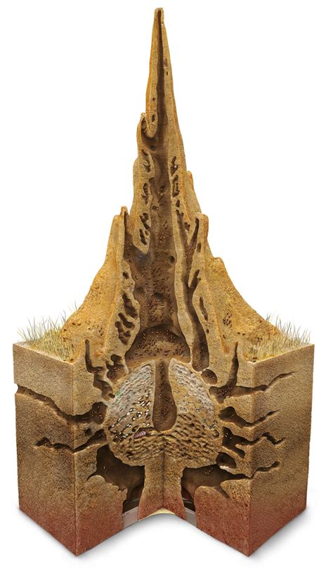 Take a Look Inside a Termite Mound