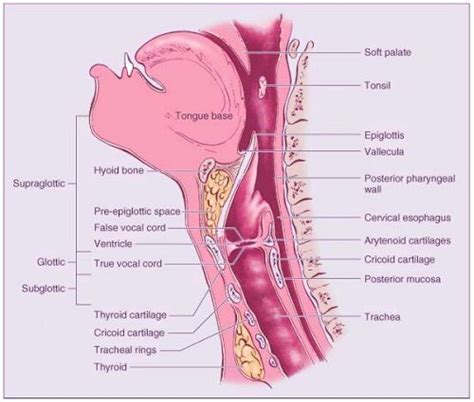 Medical and Health Science: Anatomy of Throat