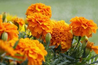 October Birth Flowers: Discover Colorful Marigold & Cosmos | LoveToKnow