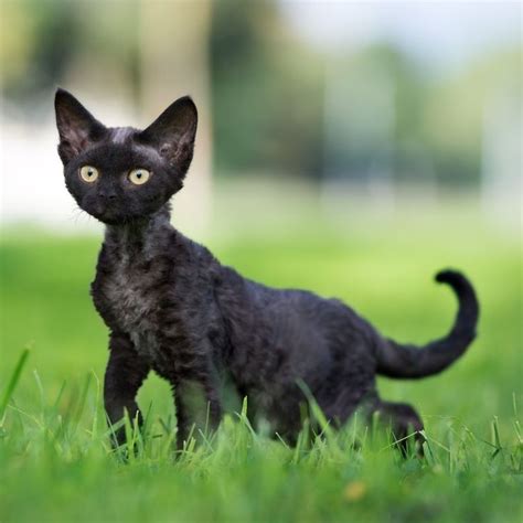 These Gorgeous Black Cat Breeds Will Have You Ready to Adopt | Black cat breeds, Cat breeds ...