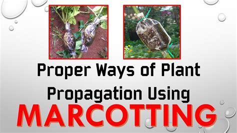 How to do Marcotting || Plant Propagation || Step by Step Proper Way - YouTube