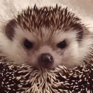 Angry hedgehog smiles after getting treat