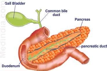 Anatomi Pankreas