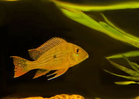 Geophagus Surinamensis: Care, Maintenance, and Breeding