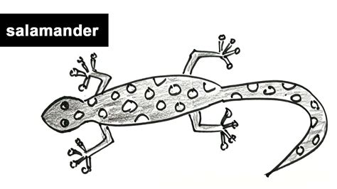 How to draw salamander (Step by step drawing lessons for kids | Types of Reptiles) - YouTube