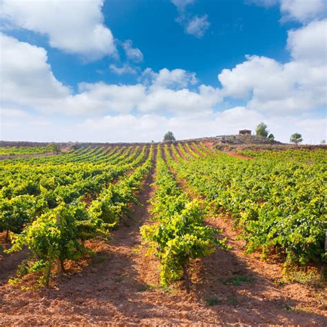 Mediterranean Vineyards in Utiel Requena at Spain Stock Image - Image of grow, beautiful: 34785667