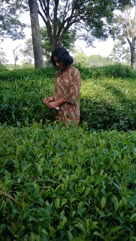 Tea Garden at Palampur. Palampur in Himachal Pradesh,India is a tourist ...