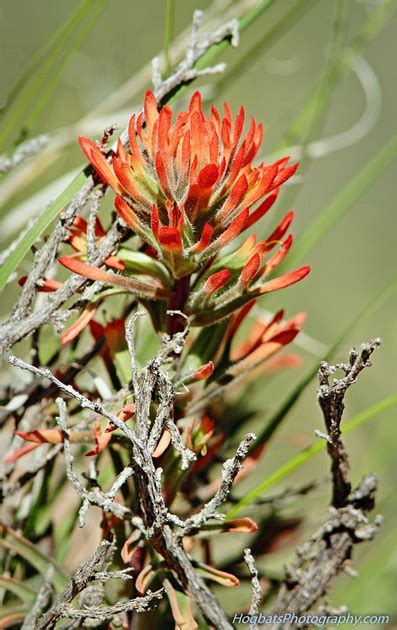 Michael John Balog | Wyoming State Flower