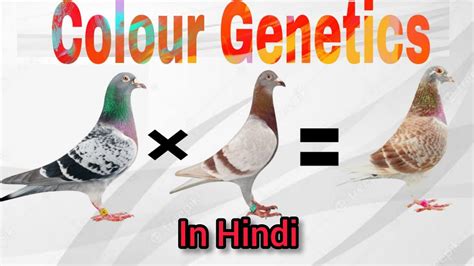 Colour Genetics In Racing Pigeons | Breeding Chart of Racing Pigeon ...