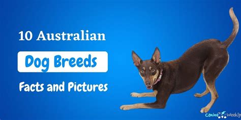 10 Australian Dog Breeds With Facts and Pictures