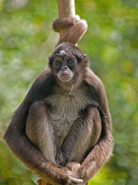 Brown Spider Monkey - Profile | Facts | Endangered - Primates Park