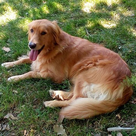 Adopt a Golden Retriever from As Good as Gold