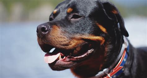 Why Is My Rottweiler Not Barking? Here's The Reason Why | Dog Mom Hub