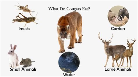 What Do Cougars Eat? - Feeding Nature