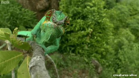 Chameleon Reptile GIF - Find & Share on GIPHY