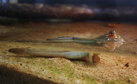 AquaticDawn: Atlantic Mudskipper, Periophthalmus barbarus