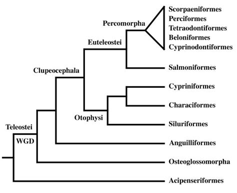 Classification of the fish species used in this survey as in [51,52 ...