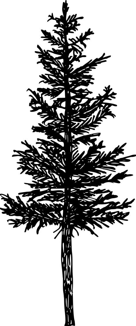 5 Pine Tree Silhouette Drawing (PNG Transparent) | OnlyGFX.com