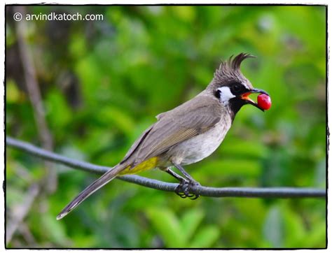 The Himalayan Bulbul (Pycnonotus leucogenys) or or White Cheeked Bulbul Pictures and Detail