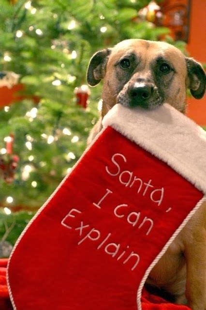 Funny Christmas Quotes For Dogs - ShortQuotes.cc