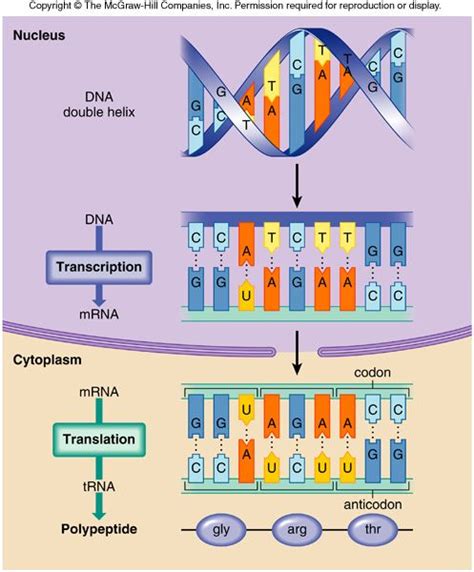 DNA Transcription and Translation ~ Welcome! I'm Syi'ra Hasya