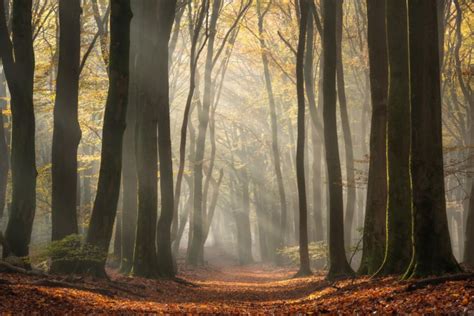 How to Photograph Sun Rays in a Forest | PetaPixel