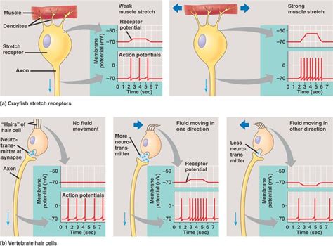 Mechanoreceptors - A mechanoreceptor is a sensory receptor that responds to mechanical pressure ...