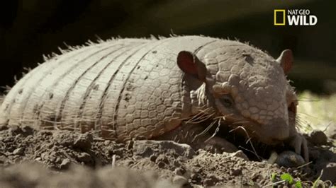 Armadillo GIFs - Find & Share on GIPHY