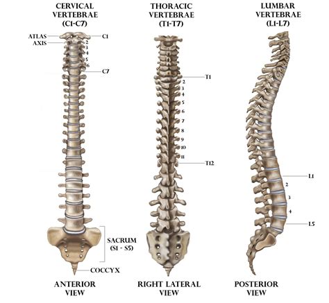 The vertebral formula for human beings is(a) ${C}_{5}{T}_{12}{L}_{7}{S}_{5}{C}_{3- 5}=33- 35$(b ...