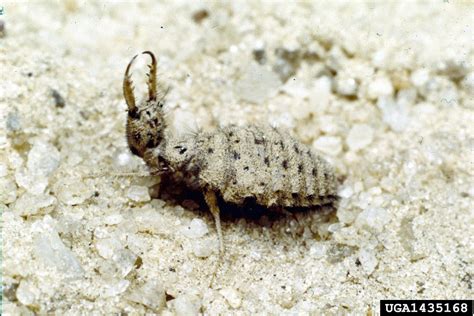 antlion (Family Myrmeleontidae)