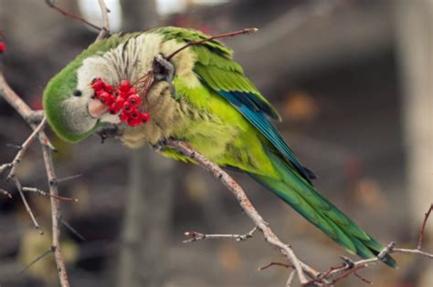 Quaker Parrot (Monk Parakeet) Facts, Diet, Lifespan, Pet Care, Pictures