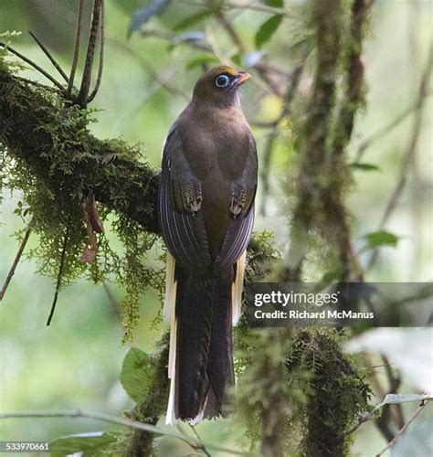 672 Bhutan Wildlife Stock Photos, High-Res Pictures, and Images - Getty ...