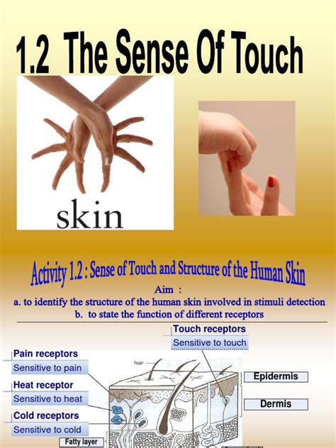1.2 Sense of Touch | Skin | Stimulus (Physiology)