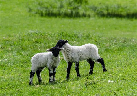 The Swaledale sheep | Lake District National Park | Nataša Stuper | Flickr