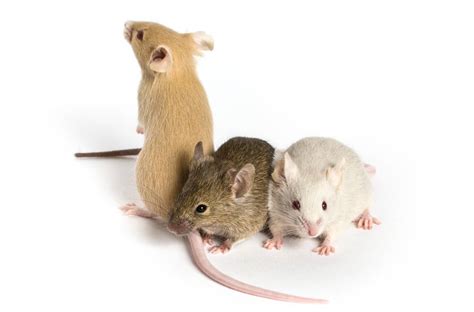 The differences between germ free and specific-pathogen-free mice