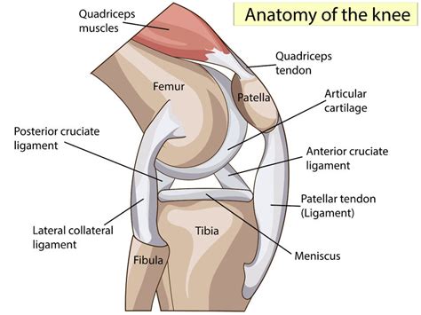 What Is A Patellar Tendon Tear? (Video) - Town Center Orthopaedics