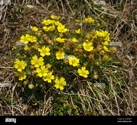 Spring cinquefoil; spotted cinquefoil Stock Photo - Alamy