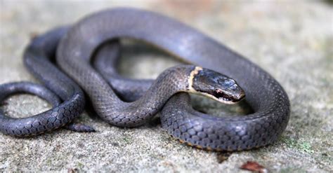 27 Snakes Found in Maryland (2 Are Venomous) - A-Z Animals