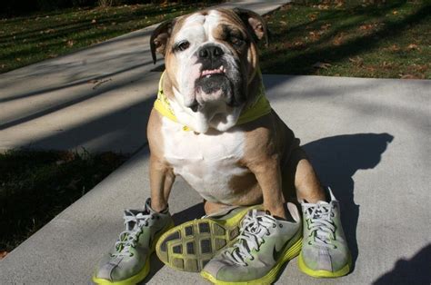 Top 10 Funny Images of Dogs in Shoes