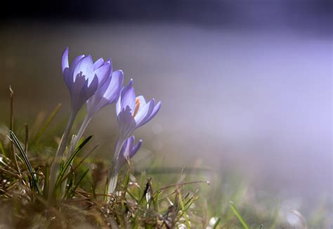 Crocus Sativus on Behance