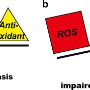 The balance between ROS and antioxidants. a Generated ROS are mainly... | Download Scientific ...