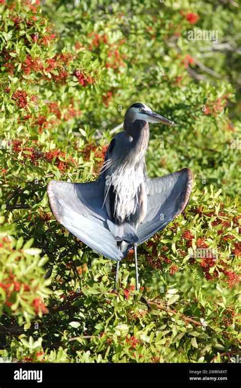 KENNEDY SPACE CENTER, FLA. — A young blue heron stretches its wings amid the branches of pepper ...