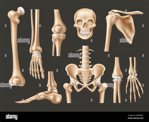 Realistic human bones. Isolated 3d anatomical body parts, skeleton elements, skull front view ...