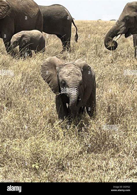 Baby elephant in Tanzania safari Stock Photo - Alamy